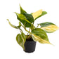 Philodendron Scandens Brasil - Heartleaf Philodendron