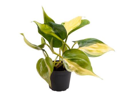 Philodendron Scandens Brasil - Heartleaf Philodendron