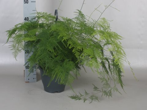 Asparagus setaceus - Lace Fern