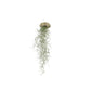 Air Plant Tillandsia Jellyfish