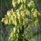 Kalanchoe Magic Bells