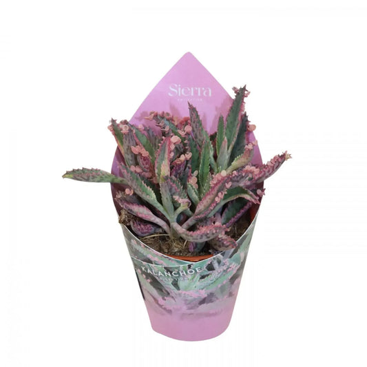 Kalanchoe "Pink Butterfly"