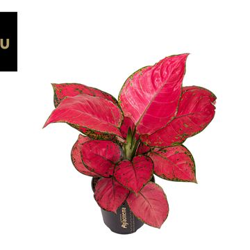 Aglaonema Lucky Red - Baby Plant