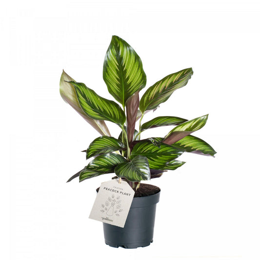 Calathea Beauty Star
