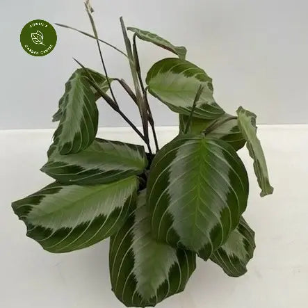 Maranta leuc Greystar