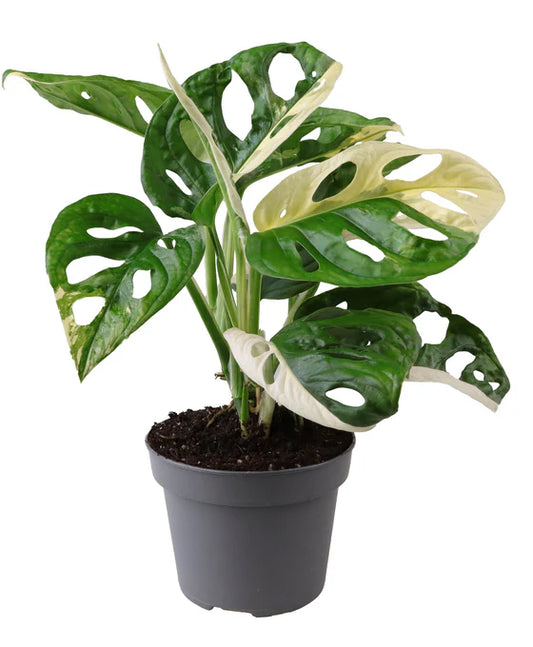 Monstera Adansonii Variegata