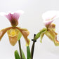 Paphiopedilum maudiae - Slipper Orchid