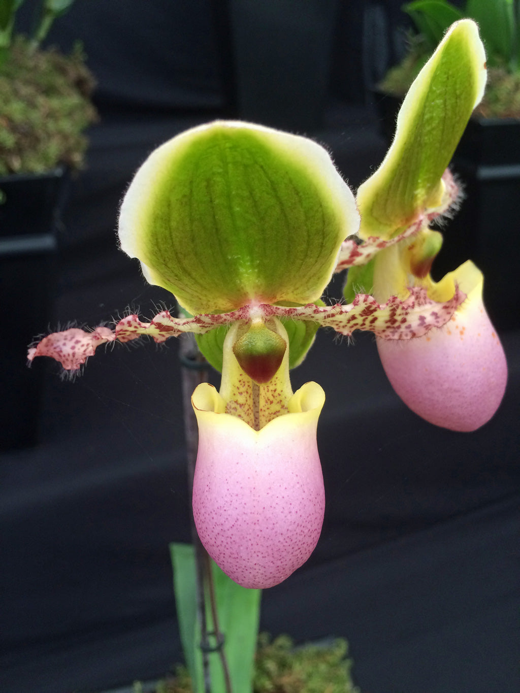 Paphiopedilum maudiae - Slipper Orchid