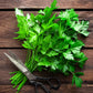 Seed Collection Kitchen Herbs