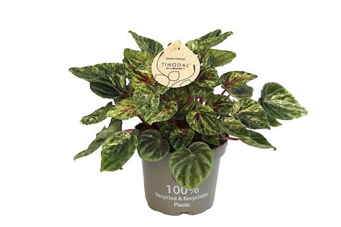 Peperomia Caperata Buenos Aires