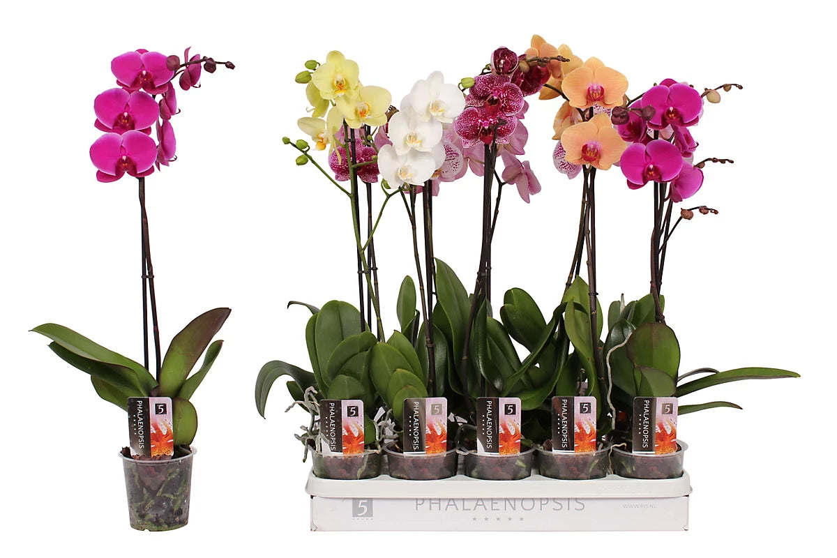 Orchid Phal Mix 1t