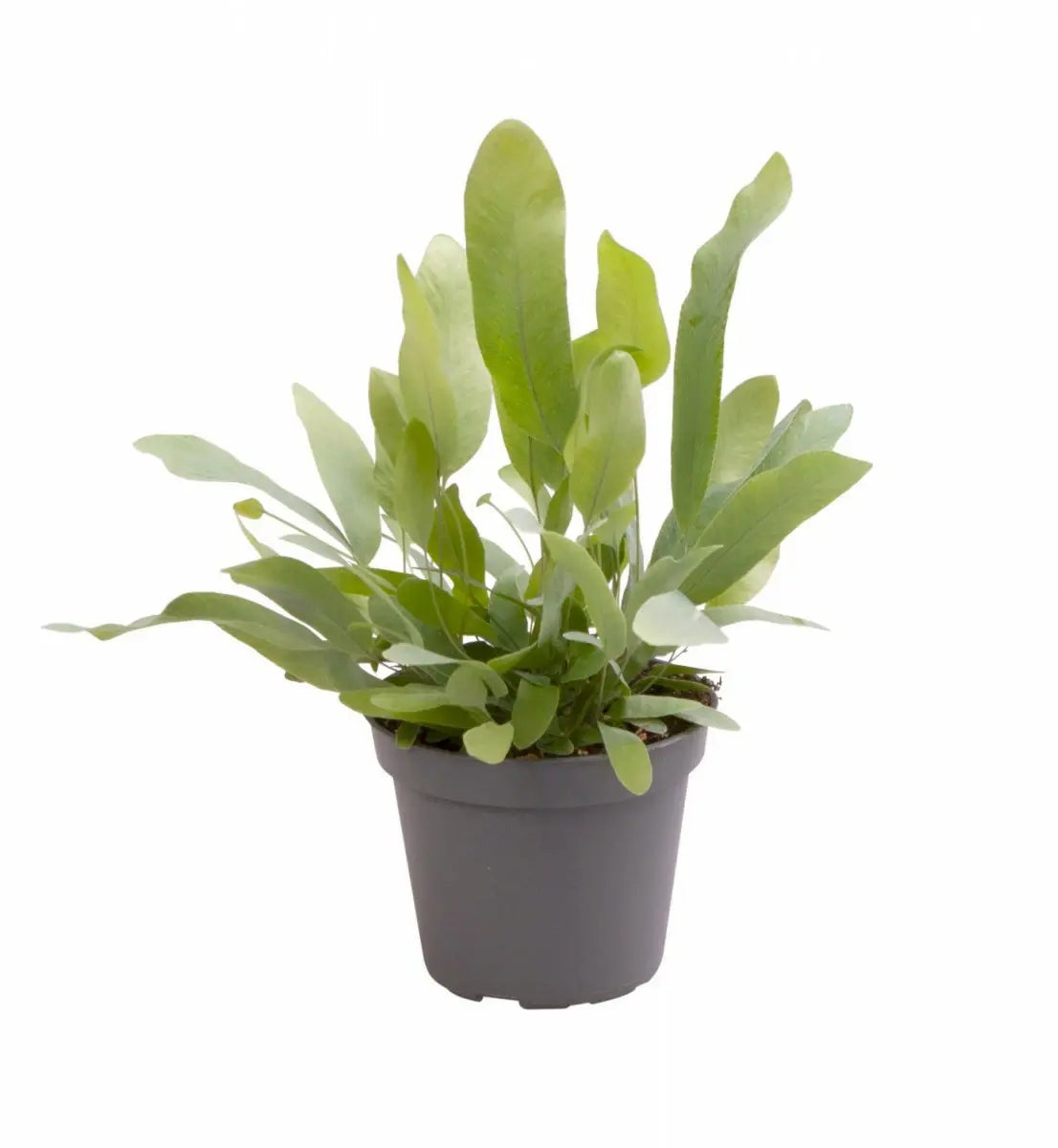 Phlebodium Blue Star Fern