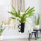 Cymbidium Ice Cascade Hang