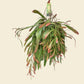 Rhipsalis Red Coral Hang
