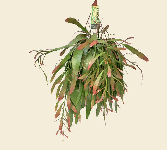 Rhipsalis Red Coral Hang