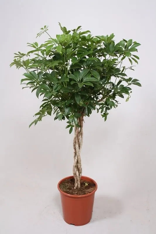 Scheferla Ar Compacta - Umerella Plant