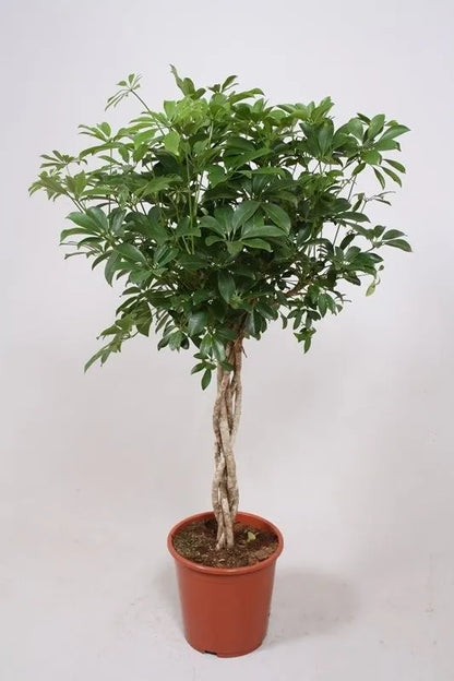 Scheferla Ar Compacta - Umerella Plant