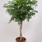 Scheferla Ar Compacta - Umerella Plant