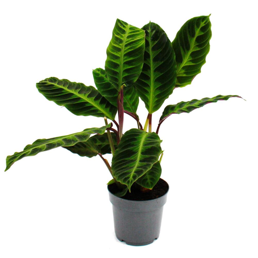 Calathea Warscewiczii