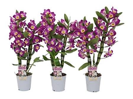 Dendrobium Nobile Purple 1 Stem