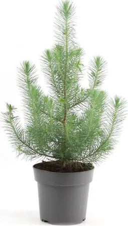 Pinus Silver Crest