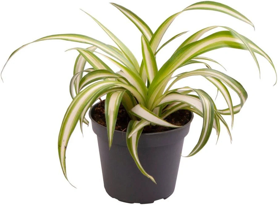 Chlorophytum c. Variegatum - Variegated Spider Plant