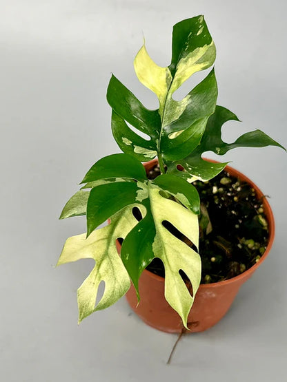 Rhaphidophora tetrasperma Variegata