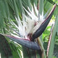 Strelitzia Nicolai Alba - Birds of Paradise