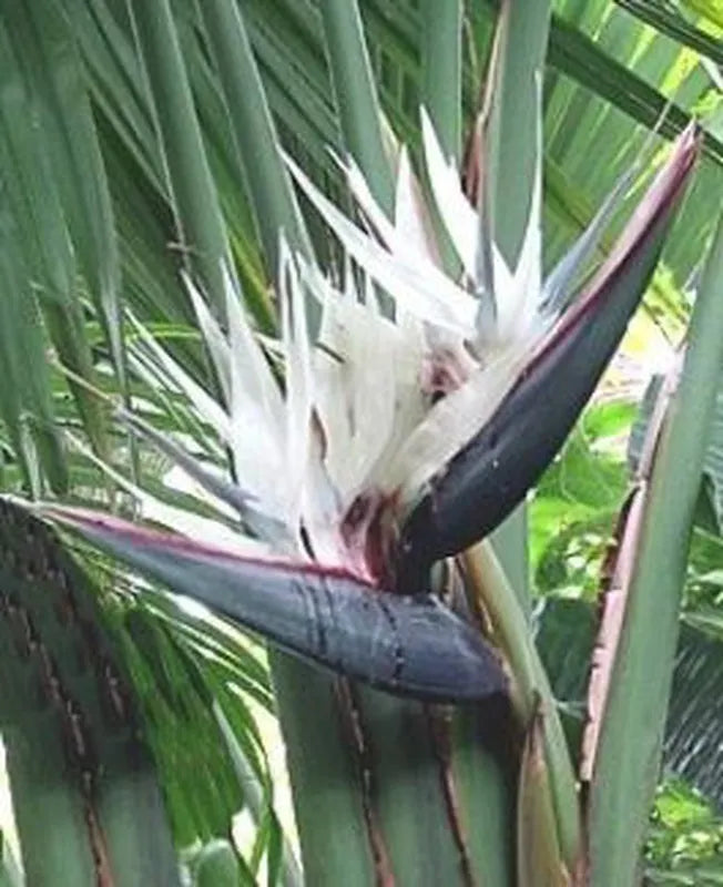 Strelitzia Nicolai Alba - Birds of Paradise