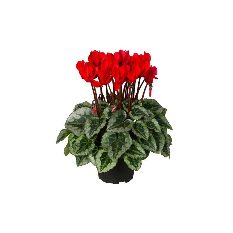 Cyclamen KL Super Series Picasso Red