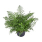 Asplenium parvati - Mother fern