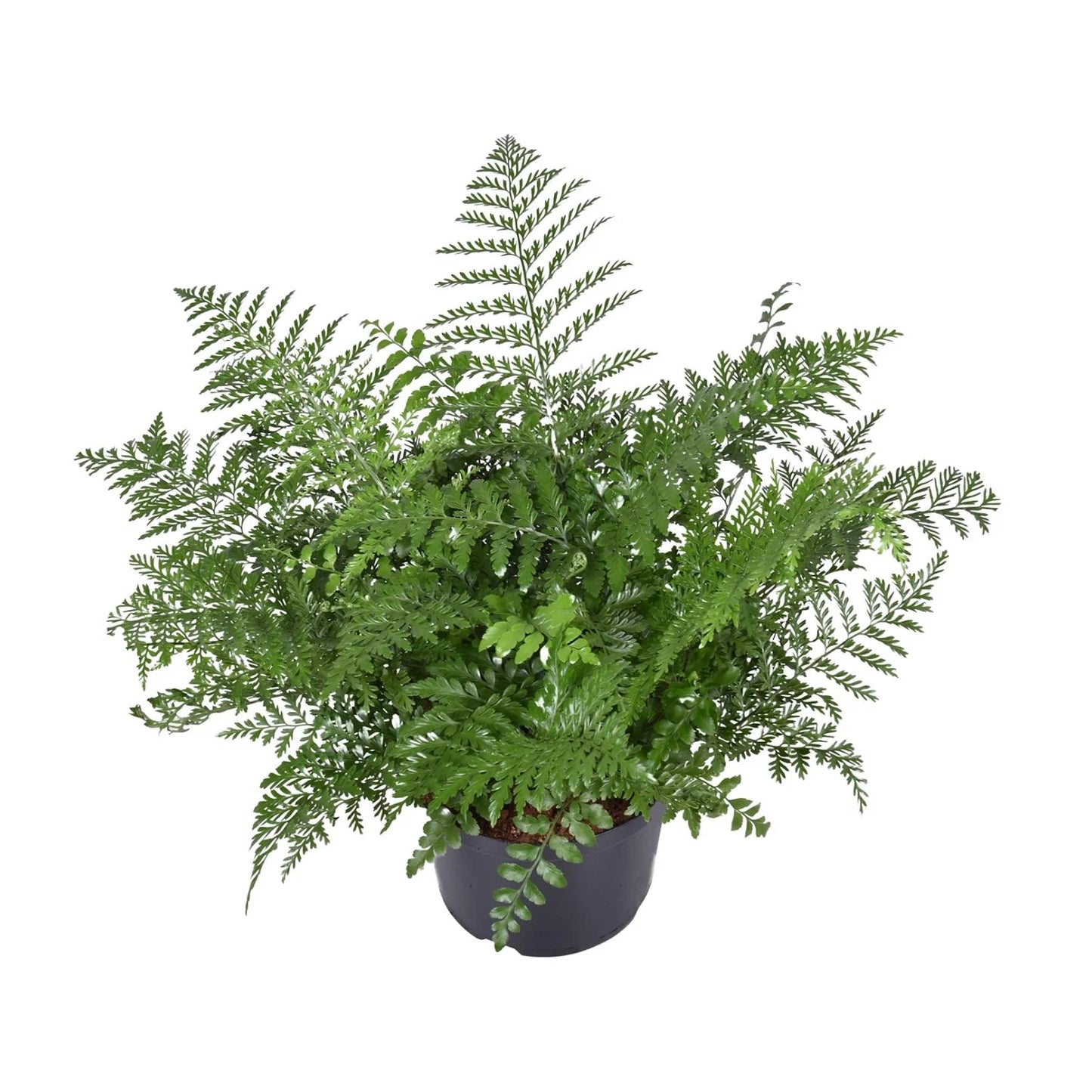 Asplenium parvati - Mother fern