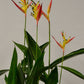 Heliconia psittacorum Hawaii - Lobster-claw