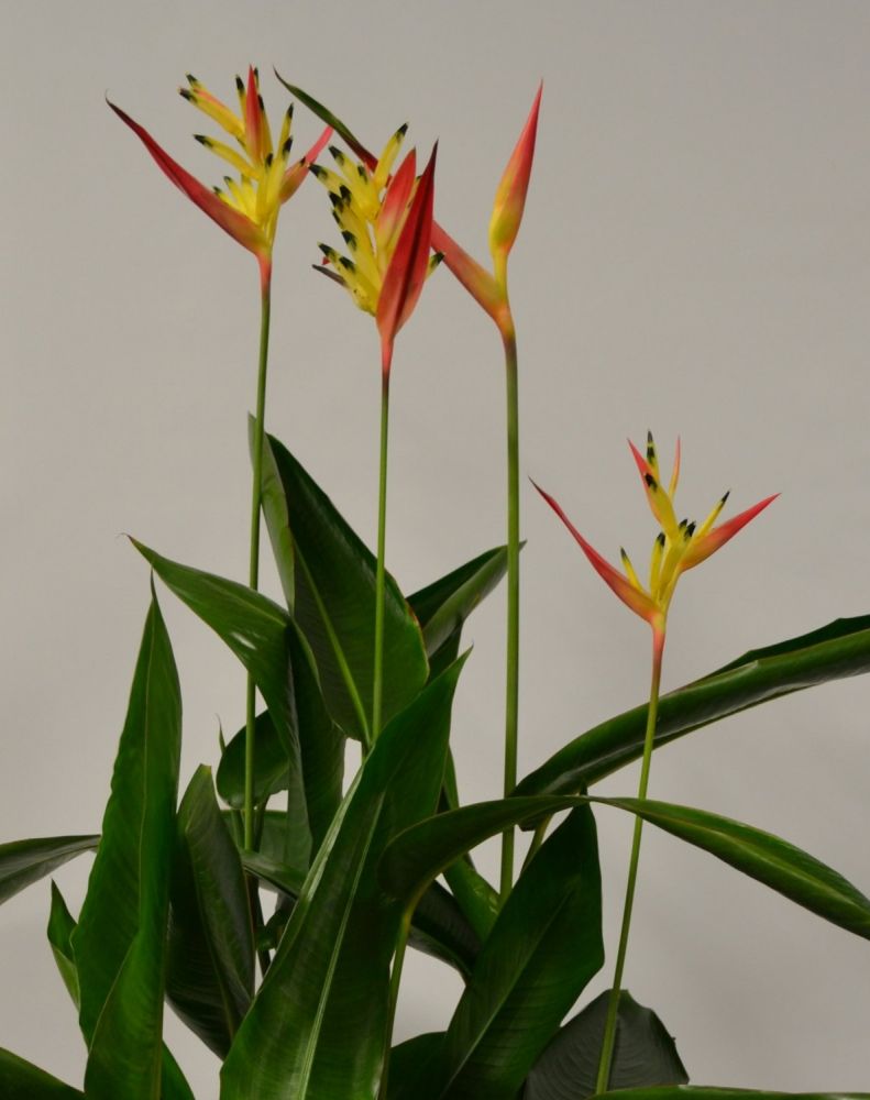 Heliconia psittacorum Hawaii - Lobster-claw