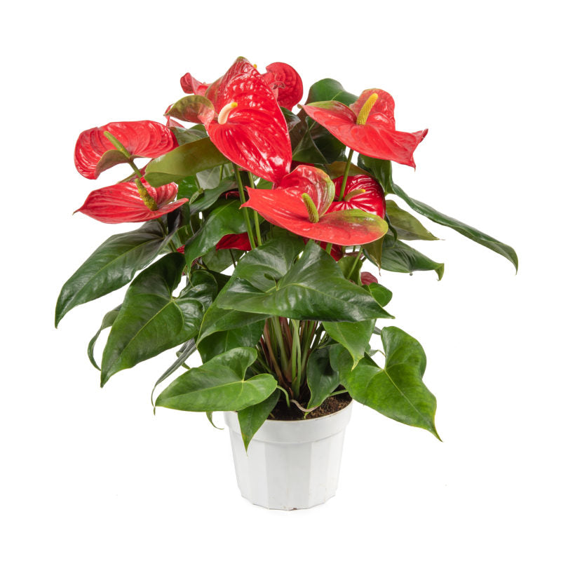 Anthurium an Red Champion - Flaming Plant