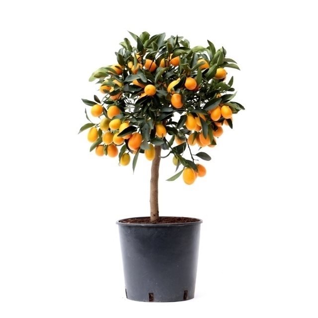 Citrus japonica- Kumquat Fruit Tree