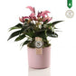 Anthurium Zizou Fuchsia - Fuchsia Flamingo Plant