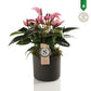 Anthurium Zizou Fuchsia - Fuchsia Flamingo Plant