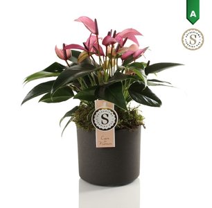 Anthurium Zizou Fuchsia - Fuchsia Flamingo Plant