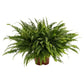 Nephrolepis exaltata - Boston Fern