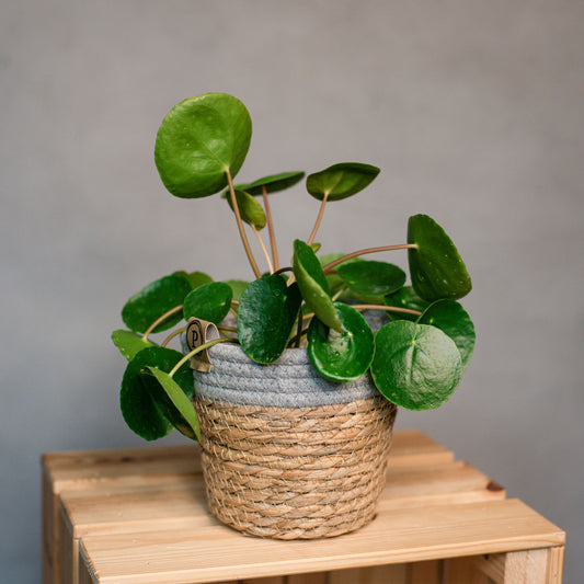 Pilea peperomioides - Chinese Money Plant