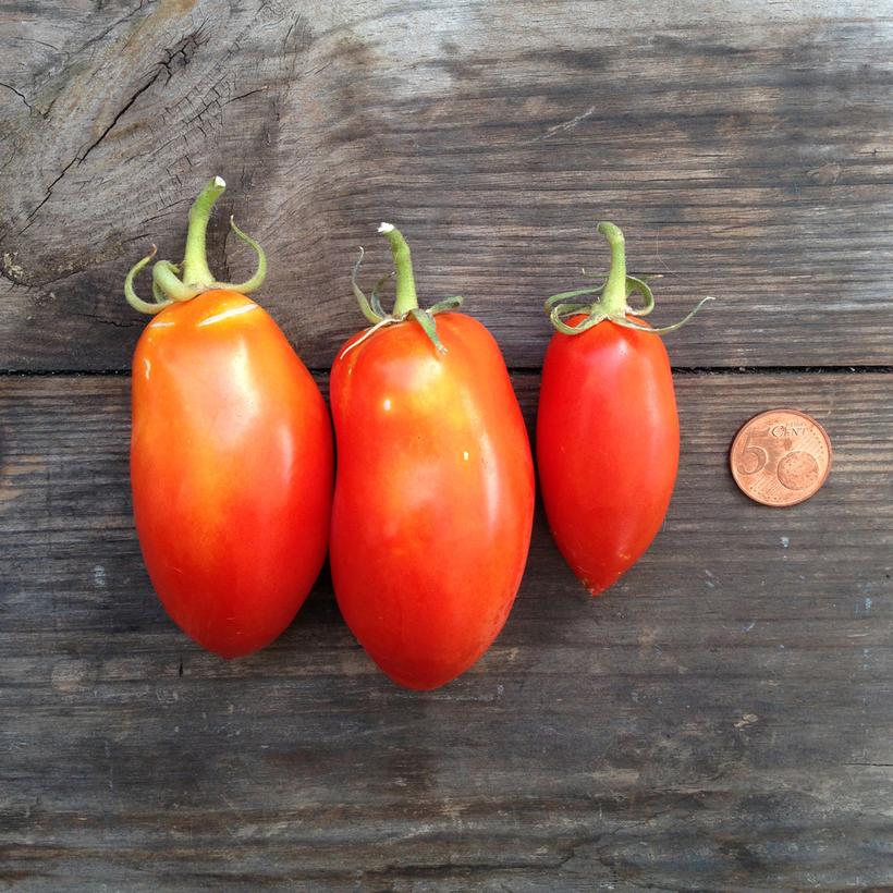 Tomato San Marzano Nano