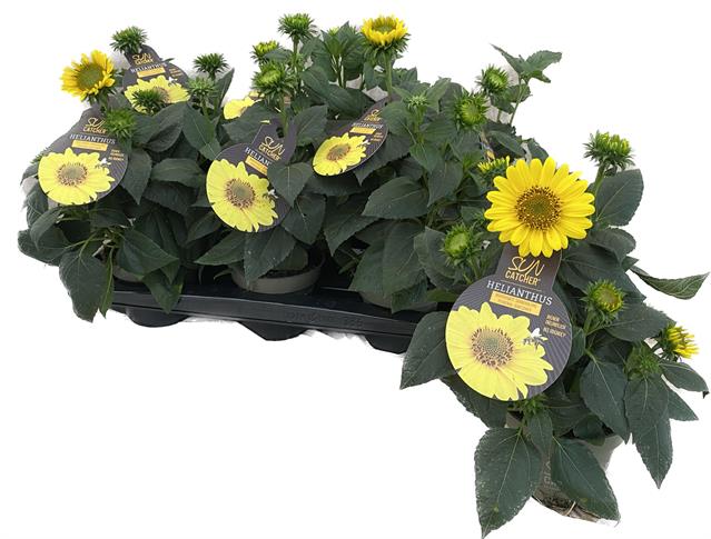 Helianthus - Sunflower