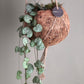Ceropegia woodii - String of Hearts