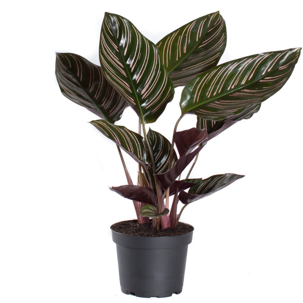 Calathea Ornata - Pin Stripe