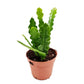 Epiphyllum anguliger - Fishbone Cactus