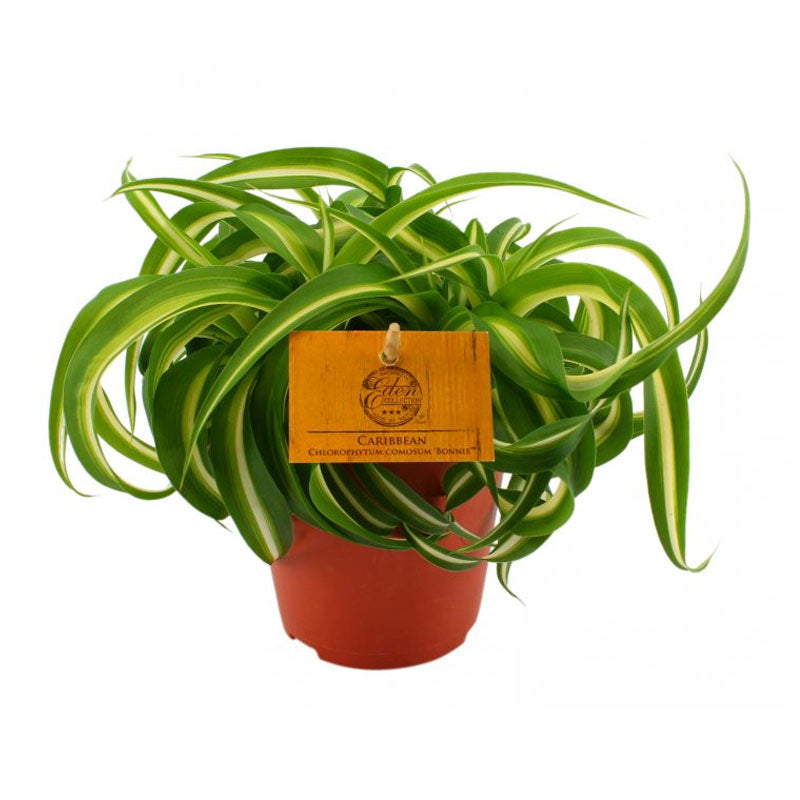 Chlorophytum c. bonnie - Curly Spider Plant