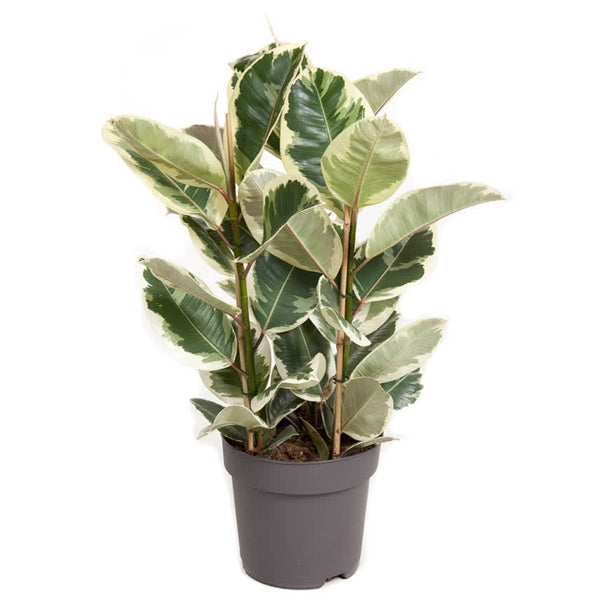 Ficus elastica Tineke - Variegated Rubber Plant
