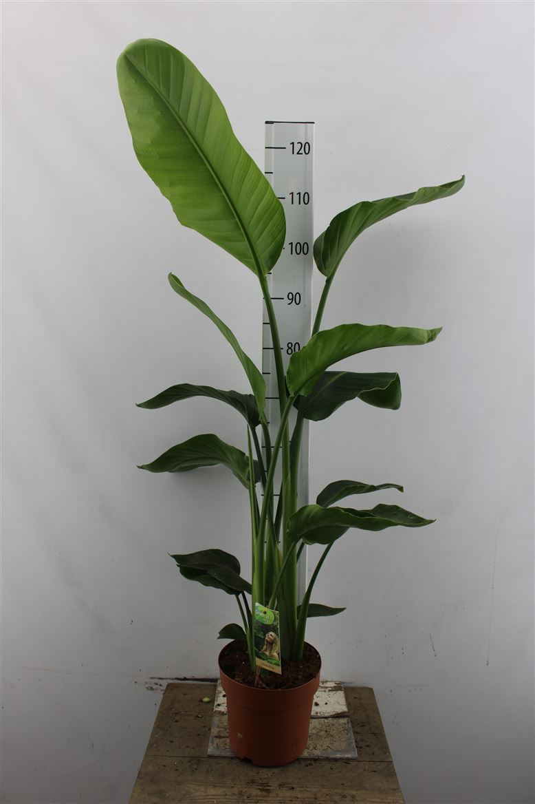 Strelitzia Nicolai