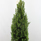 Picea glauca conica - Dwarf Alberta Spruce Tree